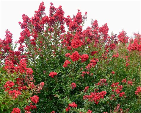 Creating a magical garden with Lagerstroemia Ruffled Red Magic